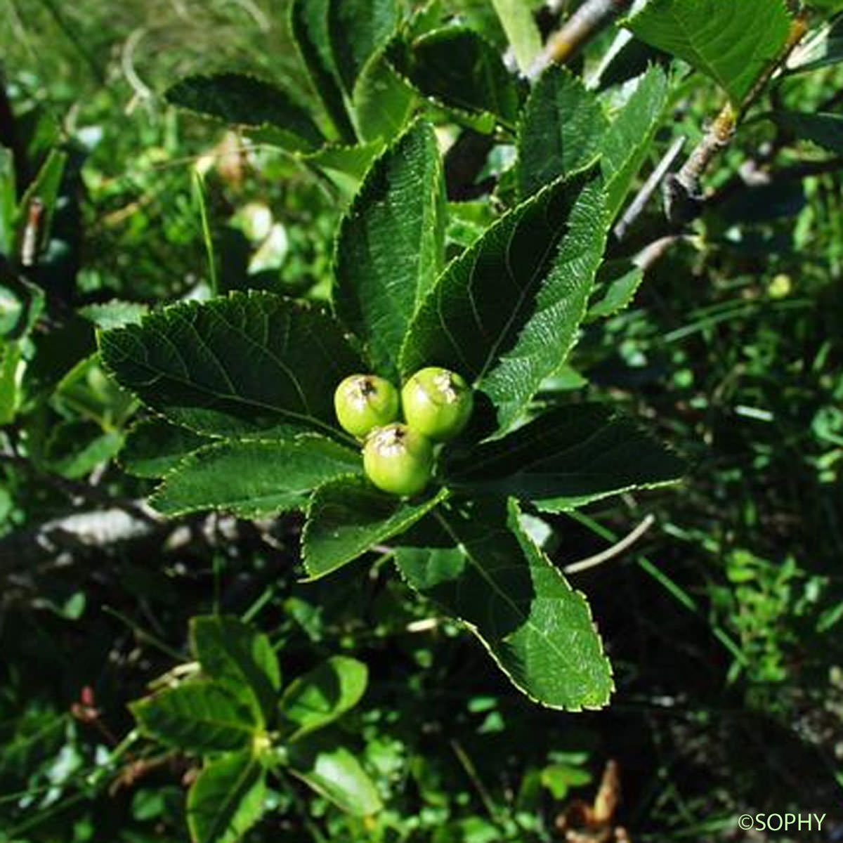 Alisier nain - Sorbus chamaemespilus