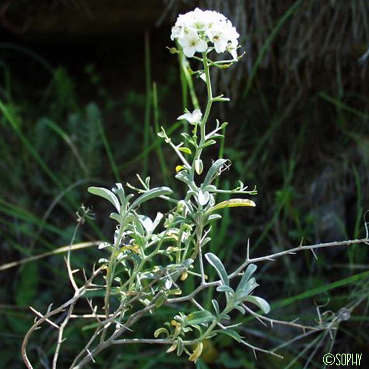Alysson épineux - Hormathophylla spinosa