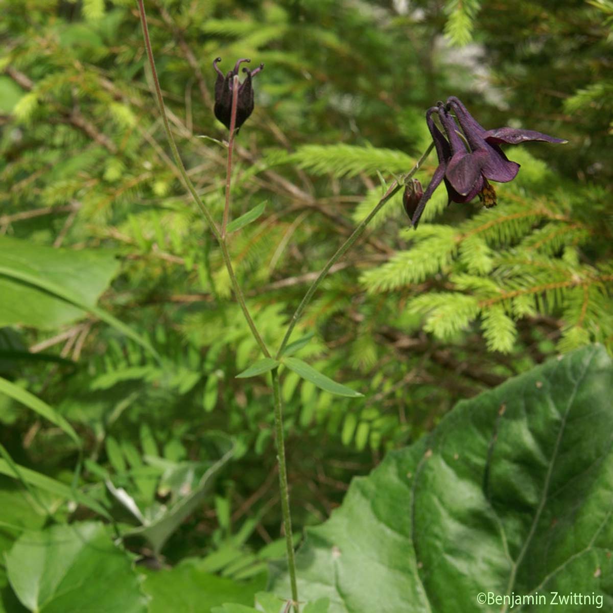 Ancolie noirâtre - Aquilegia atrata