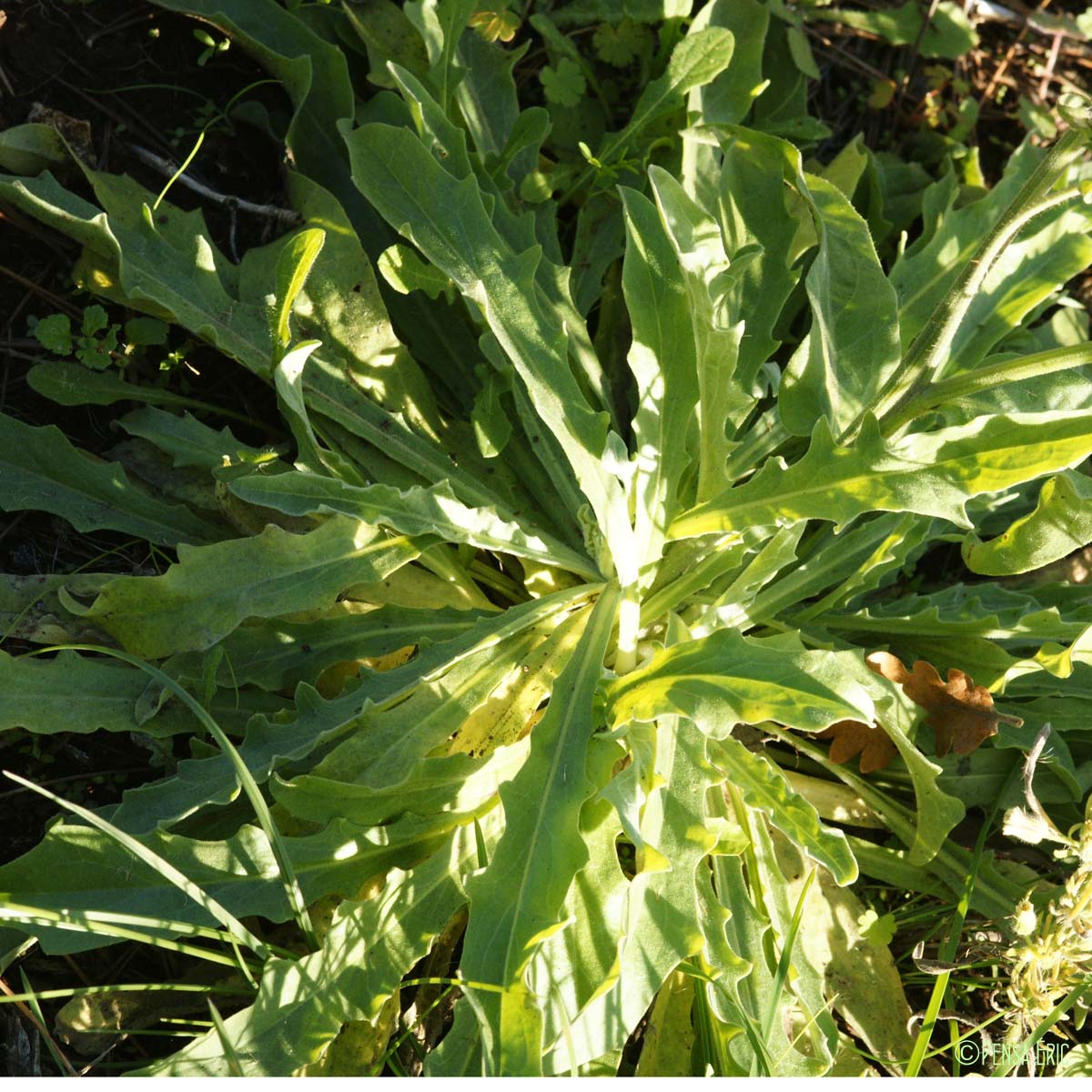 Andryale à feuilles entières - Andryala integrifolia
