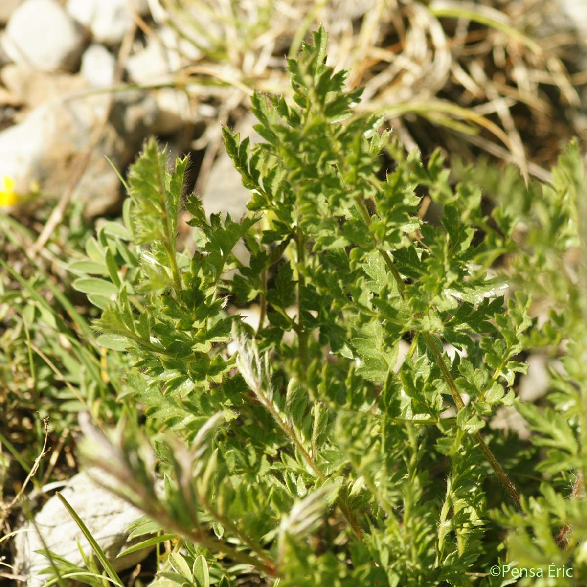 Anémone des Alpes - Anemone alpina subsp. alpina