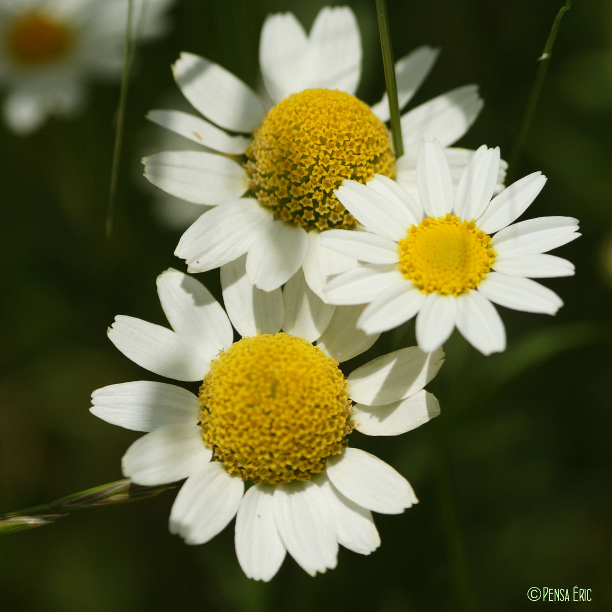 L Anth mis Des Champs Anthemis Arvensis Subsp Arvensis Quelle est 
