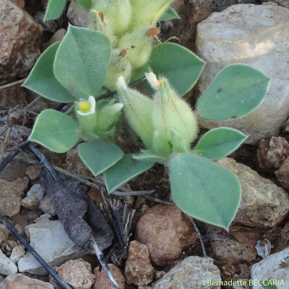 Anthyllis à quatre feuilles - Tripodion tetraphyllum