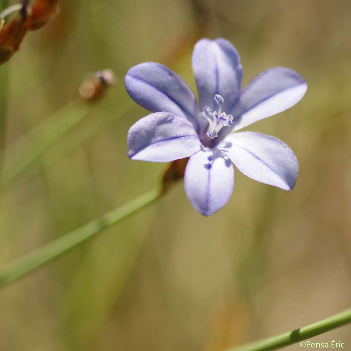 Aphyllanthe de Montpellier - Aphyllanthes monspeliensis