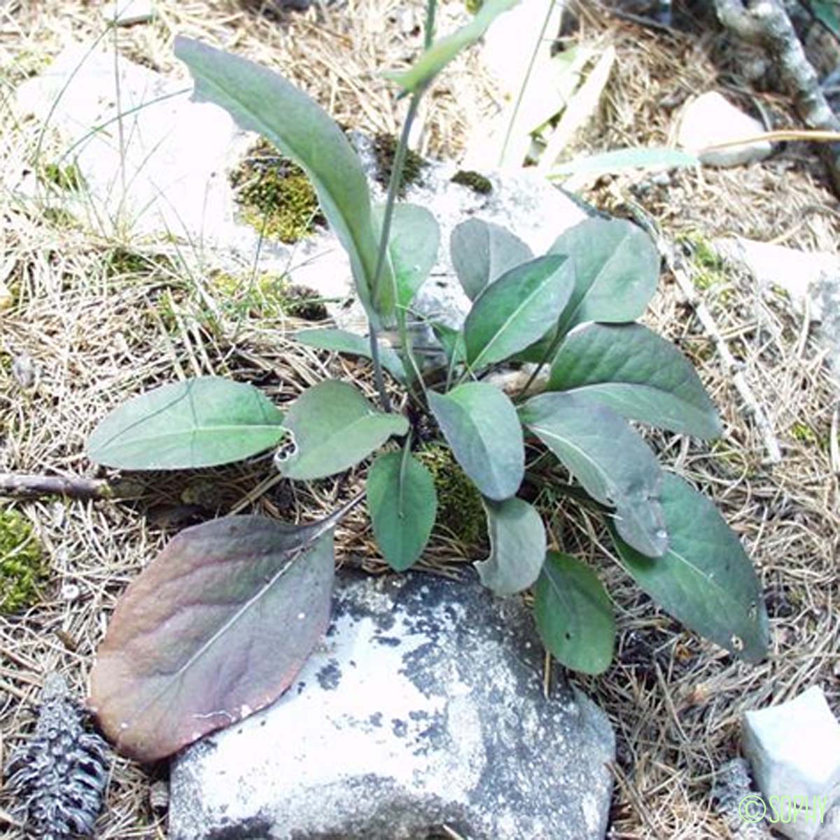 Arabette à feuilles de Chou - Fourraea alpina