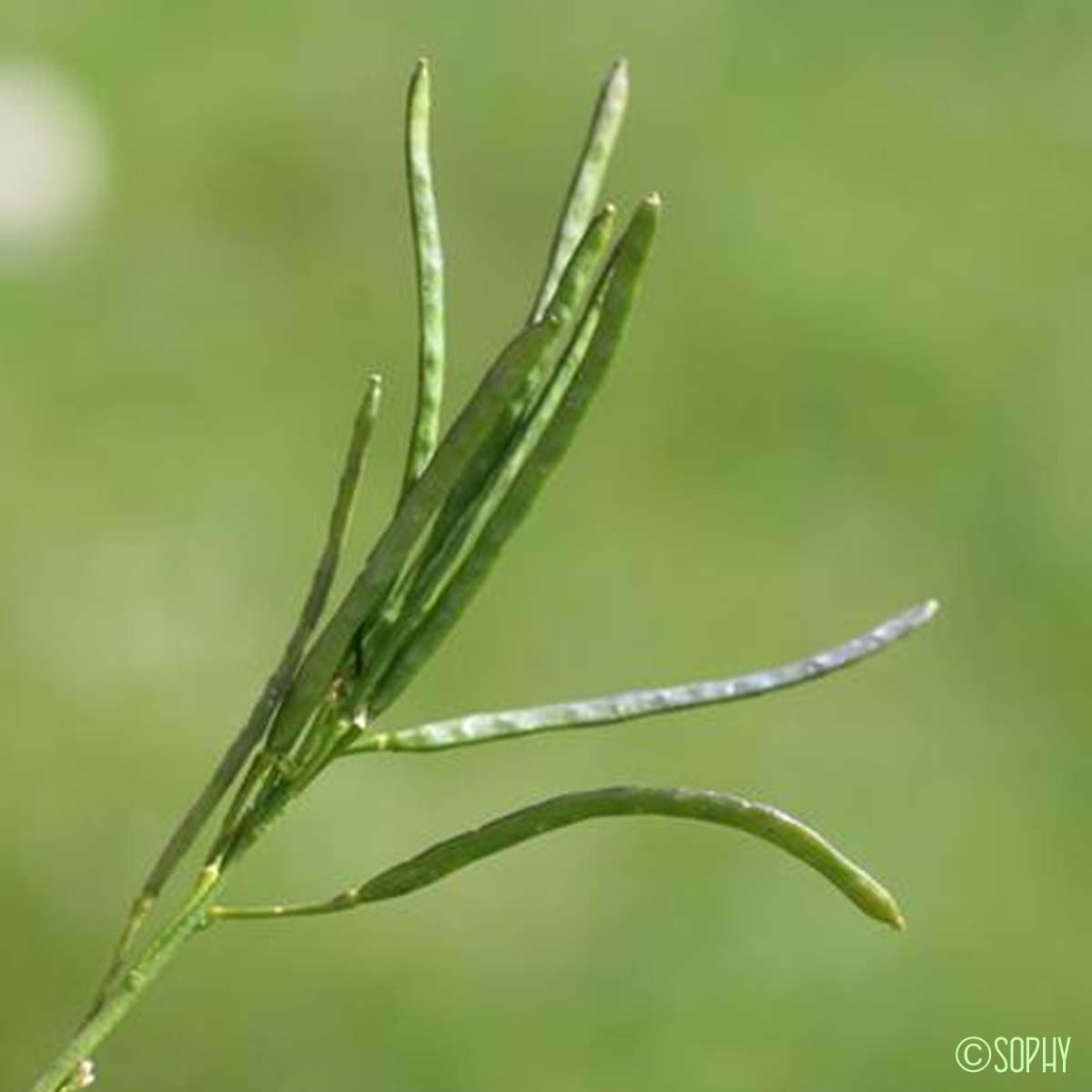 Arabette à feuilles de Pâquerette - Arabis soyeri subsp. subcoriacea
