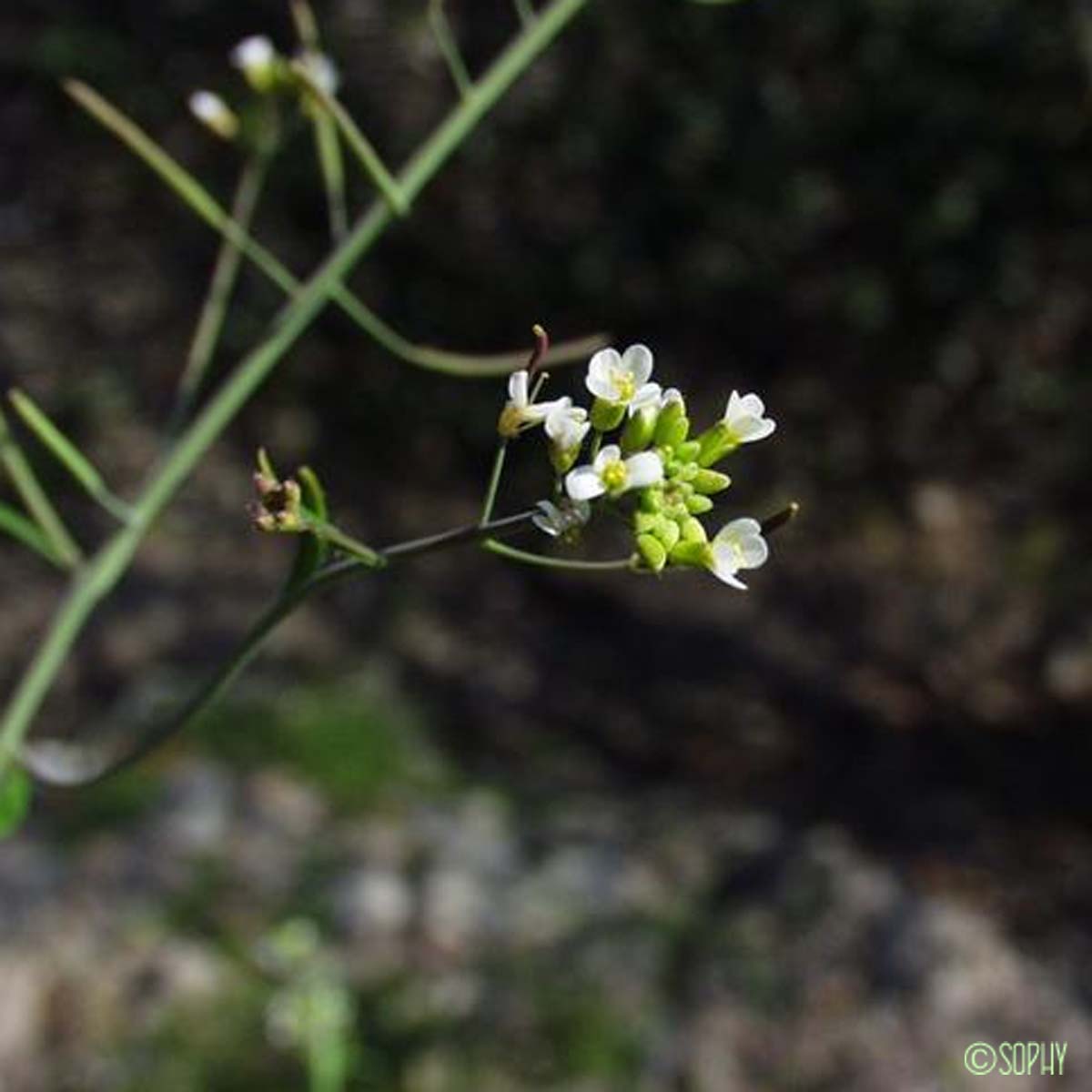 Arabette de Thalius - Arabidopsis thaliana