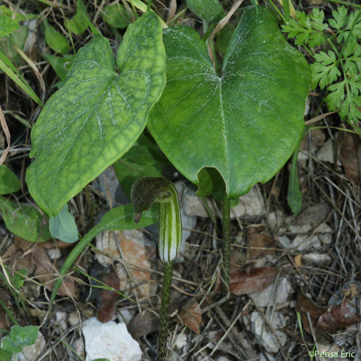 Capuchon de moine - Arisarum vulgare
