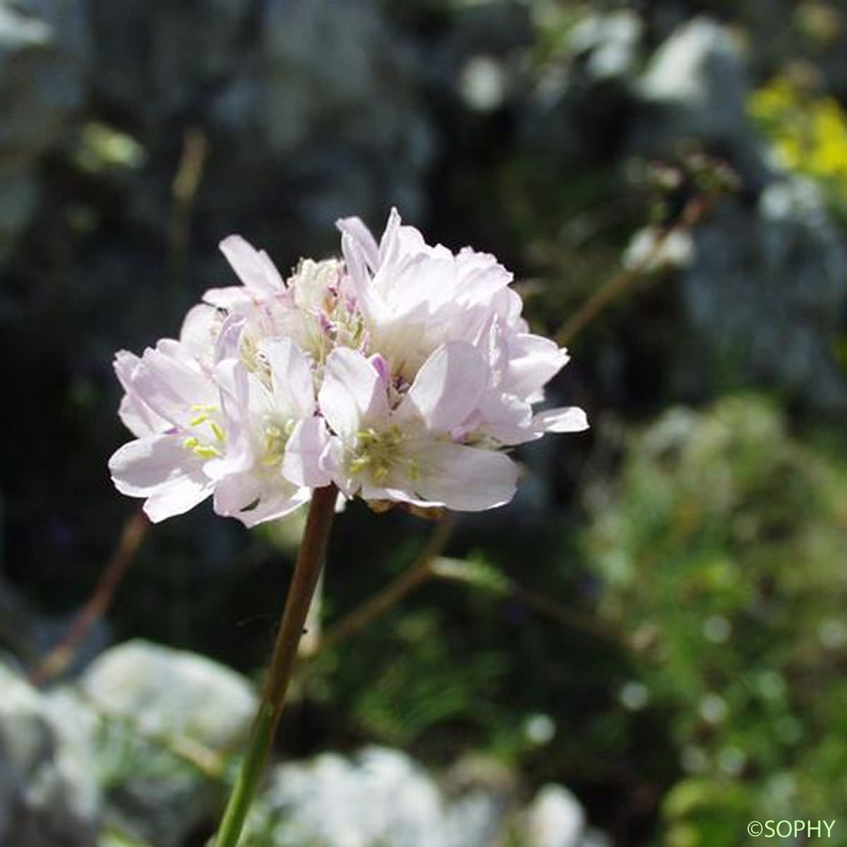 Arméria des sables - Armeria arenaria subsp. arenaria