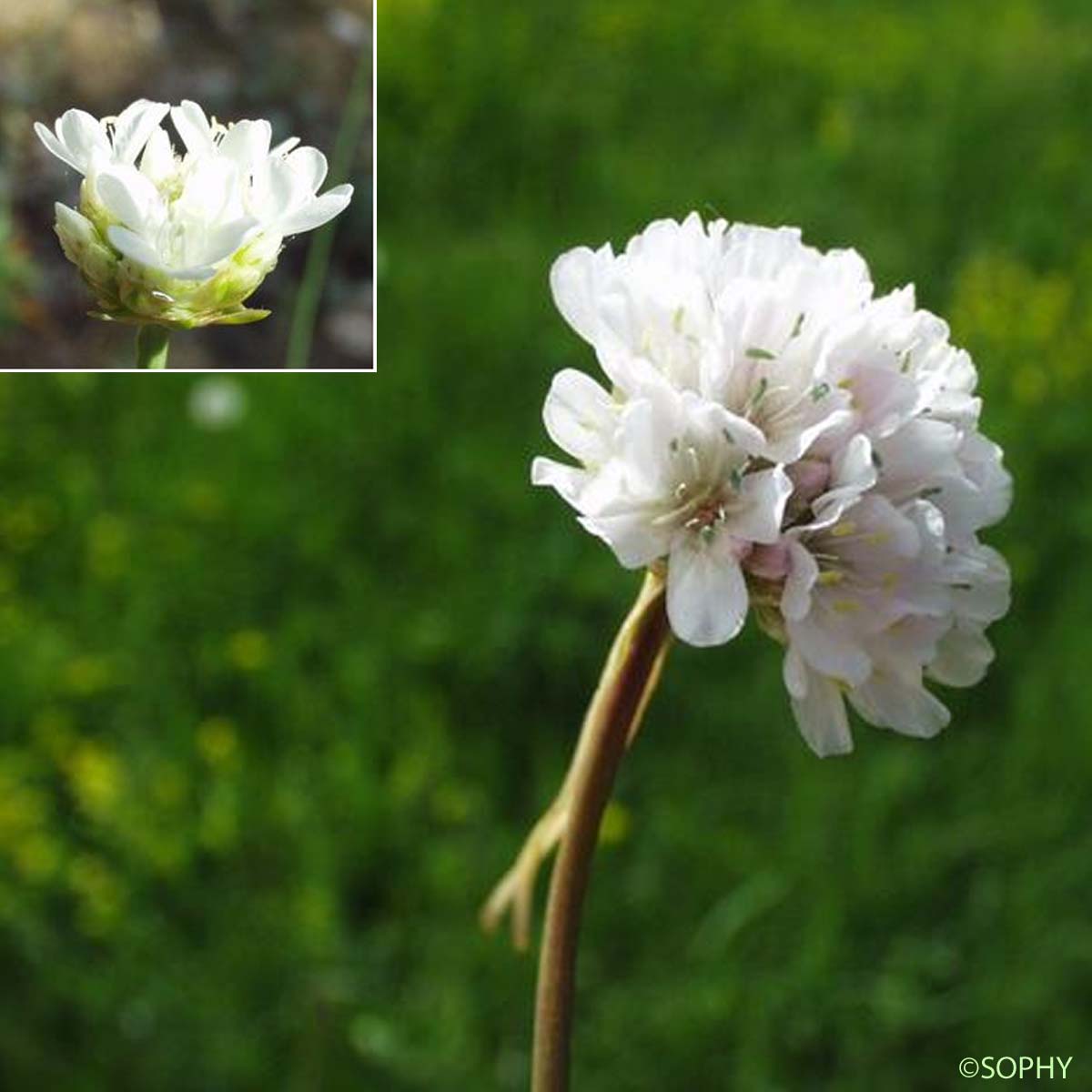 Arméria faux Buplèvre - Armeria arenaria subsp. bupleuroides