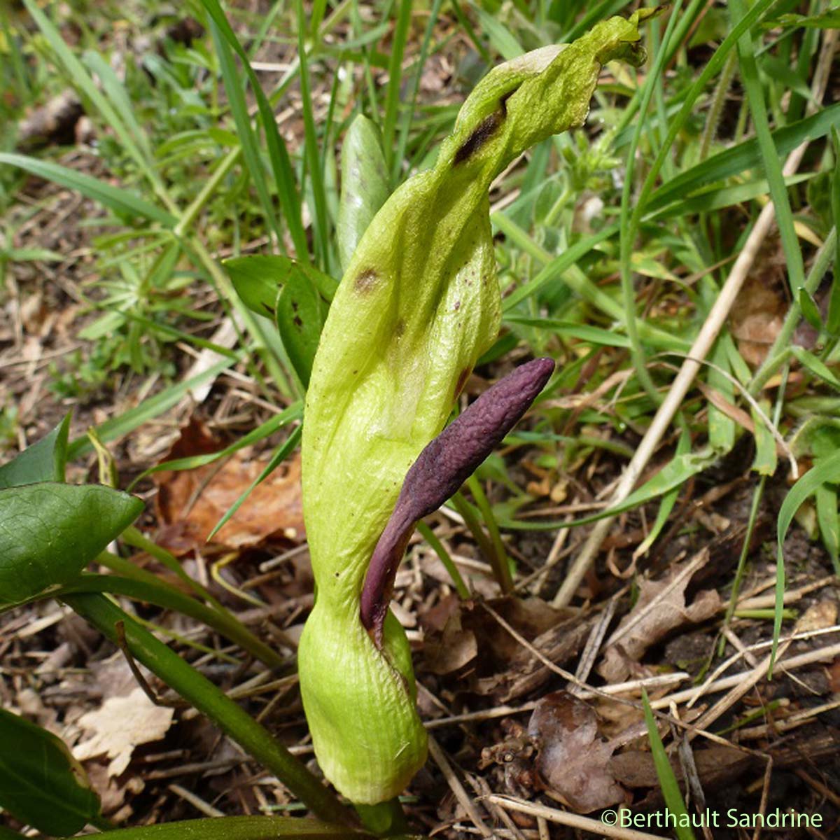 Arum tacheté - Arum maculatum