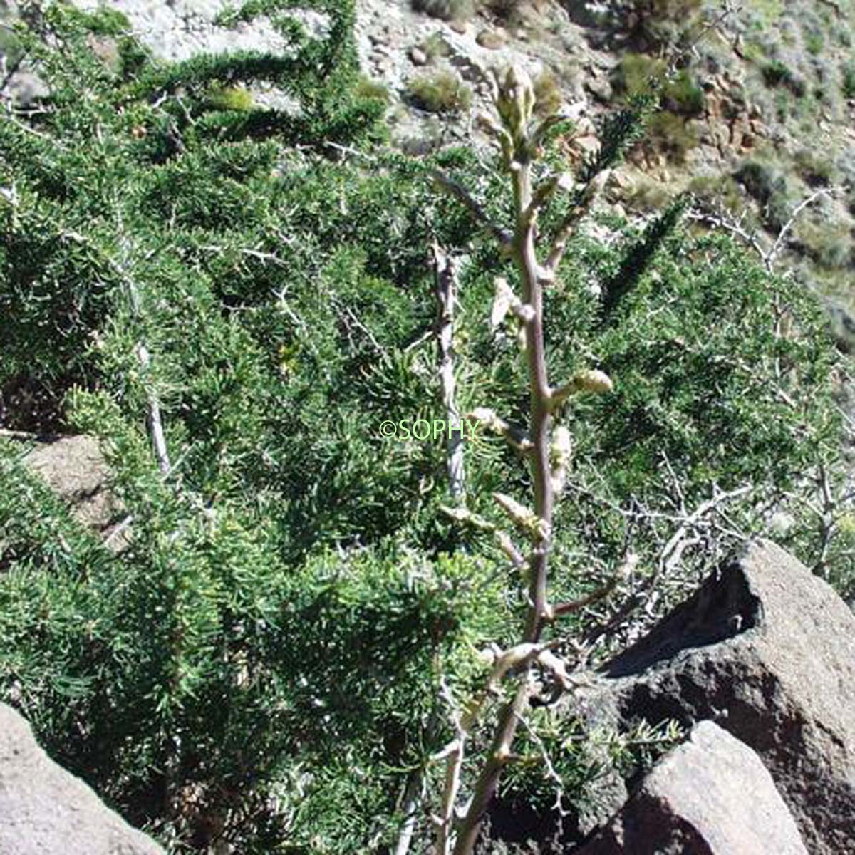 Asperge blanche - Asparagus albus