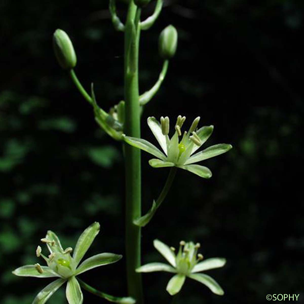 Aspergette - Loncomelos pyrenaicus subsp. pyrenaicus