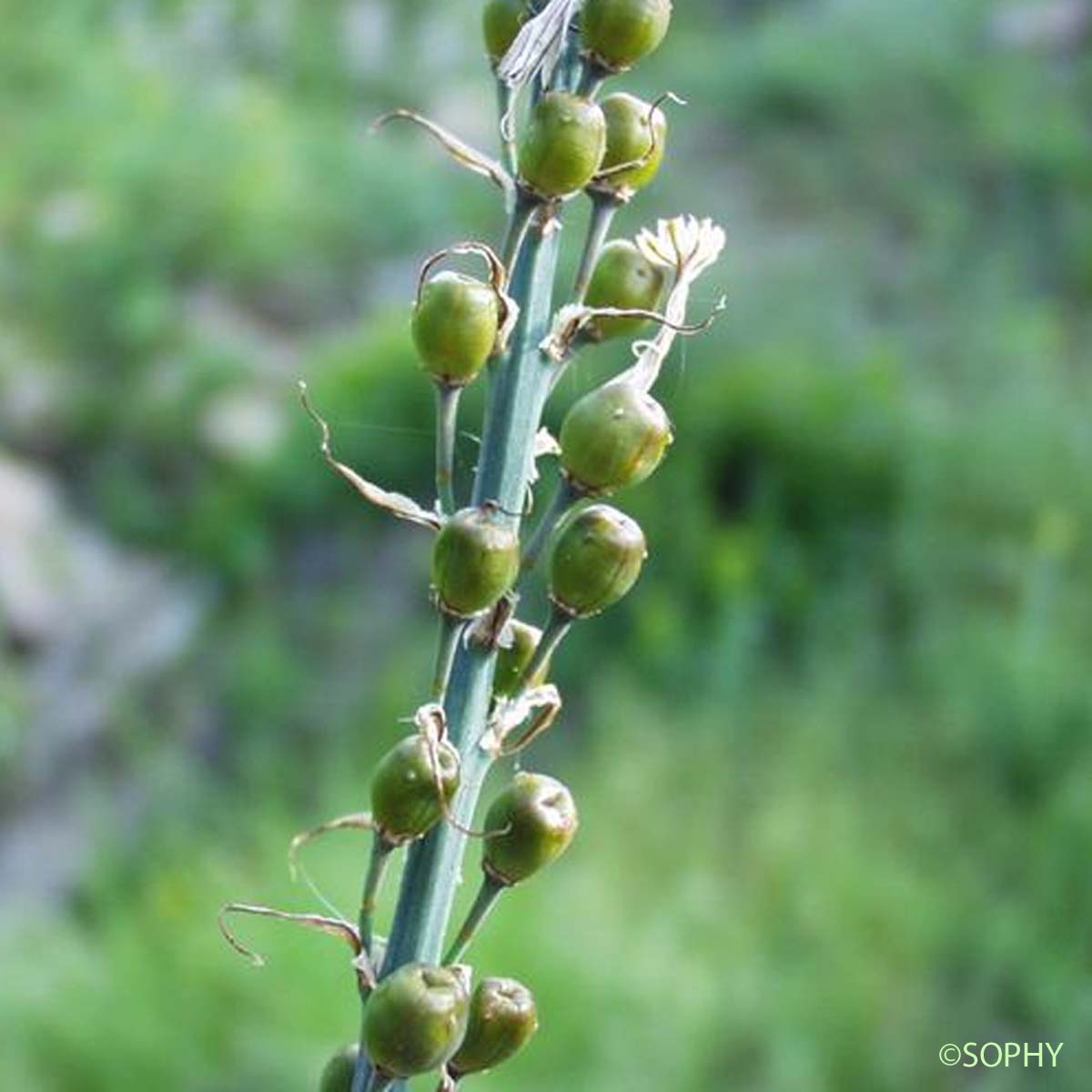 Asphodèle à petits fruits - Asphodelus ramosus subsp. ramosus