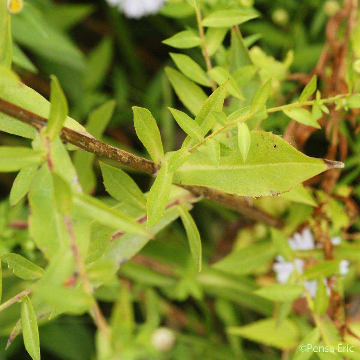 Aster à feuilles de Saule - Symphyotrichum x salignum