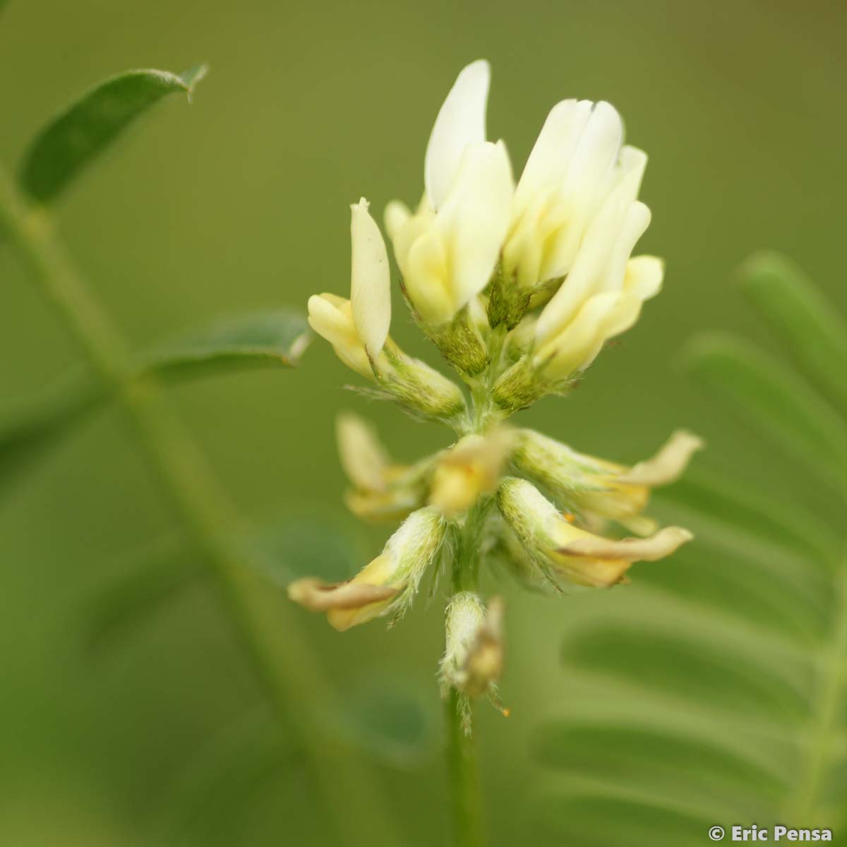Astragale à hameçon - Astragalus hamosus