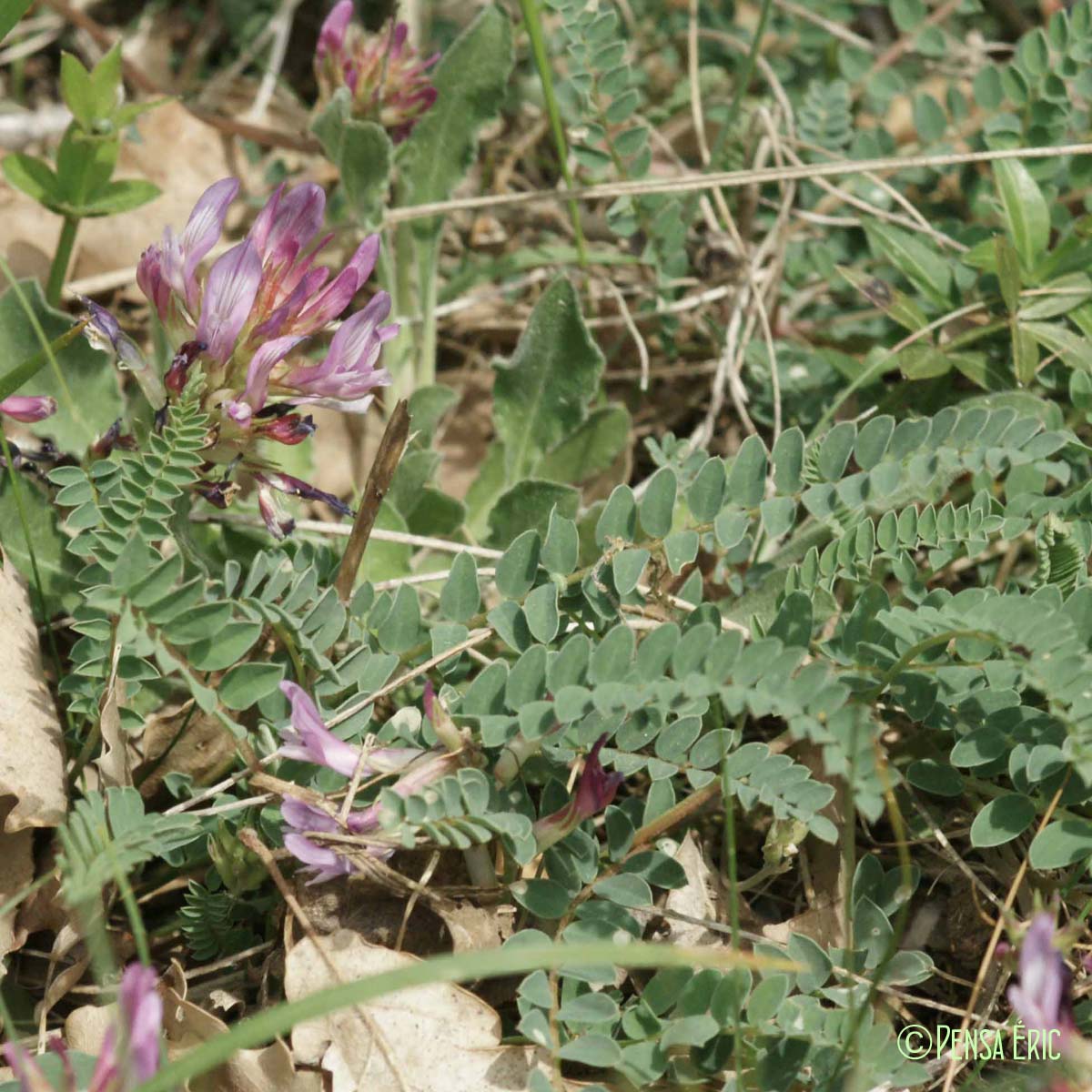 Astragale de Montpellier - Astragalus monspessulanus subsp. monspessulanus