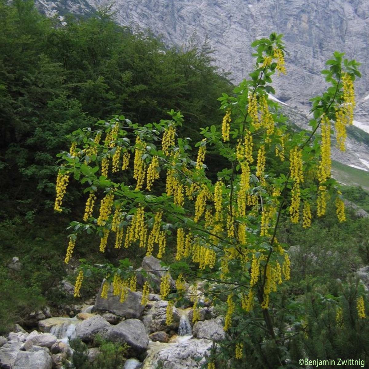 Aubour des Alpes - Laburnum alpinum
