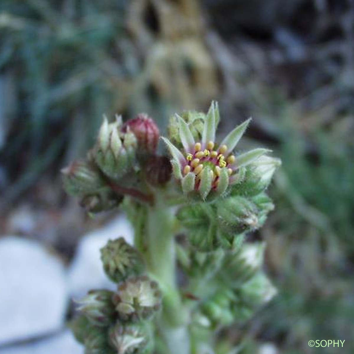 Balisier - Sempervivum calcareum