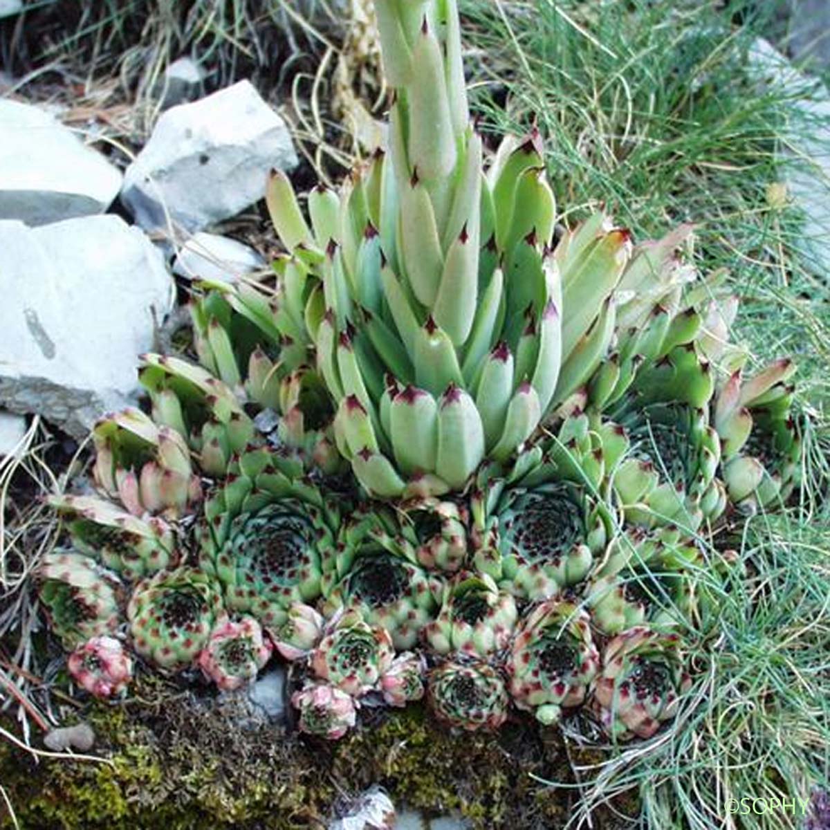 Balisier - Sempervivum calcareum