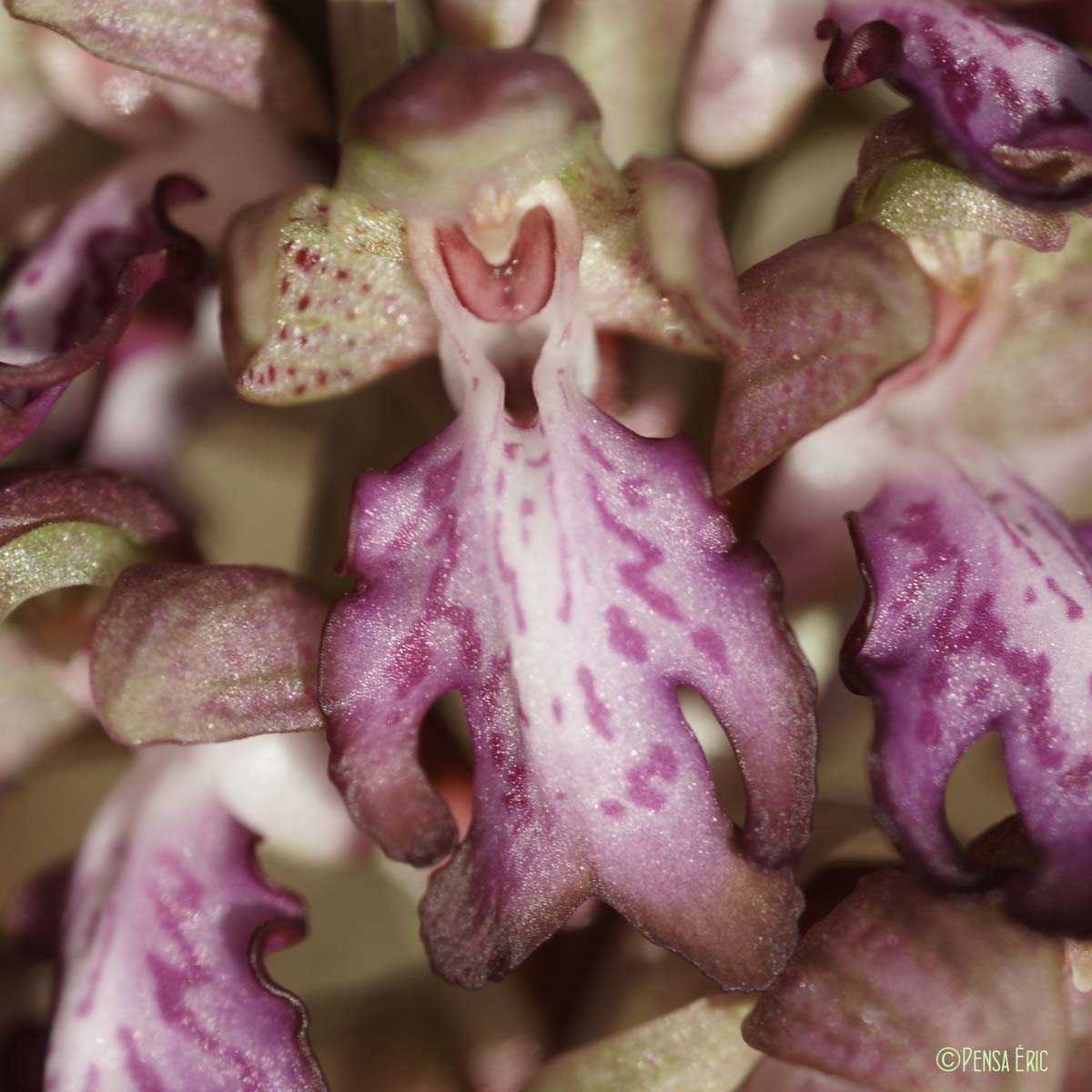 Barlie de Robert - Himantoglossum robertianum