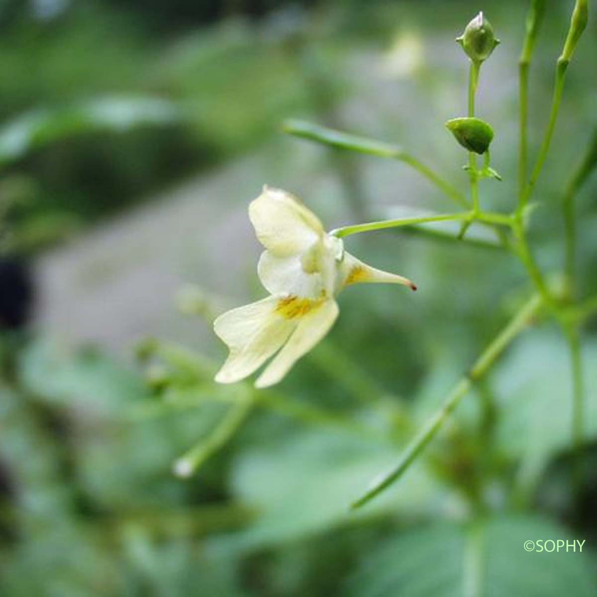 Balsamine à petites fleurs - Impatiens parviflora