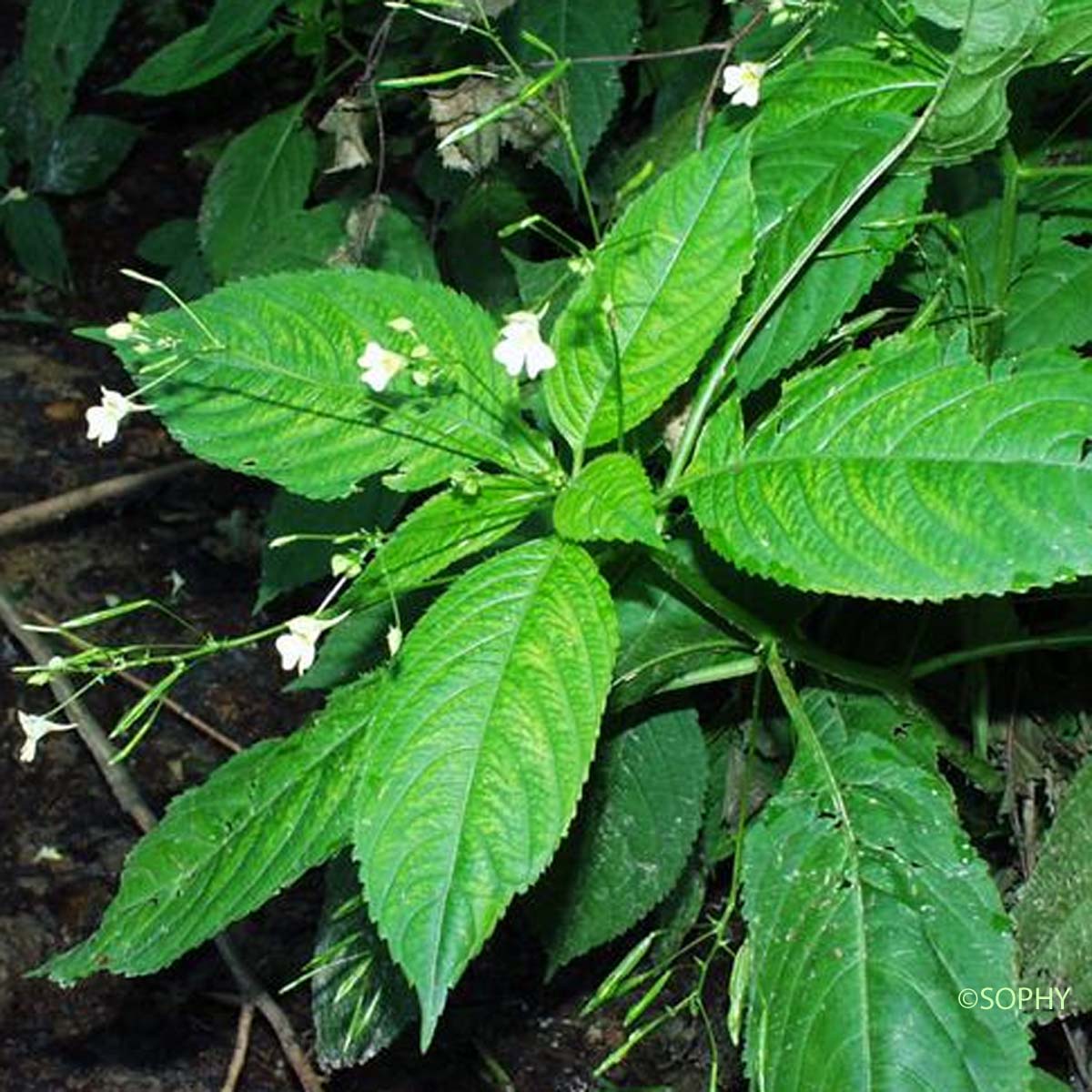 Balsamine à petites fleurs - Impatiens parviflora