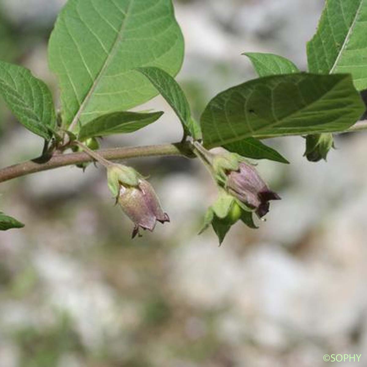 Belladone - Atropa belladonna