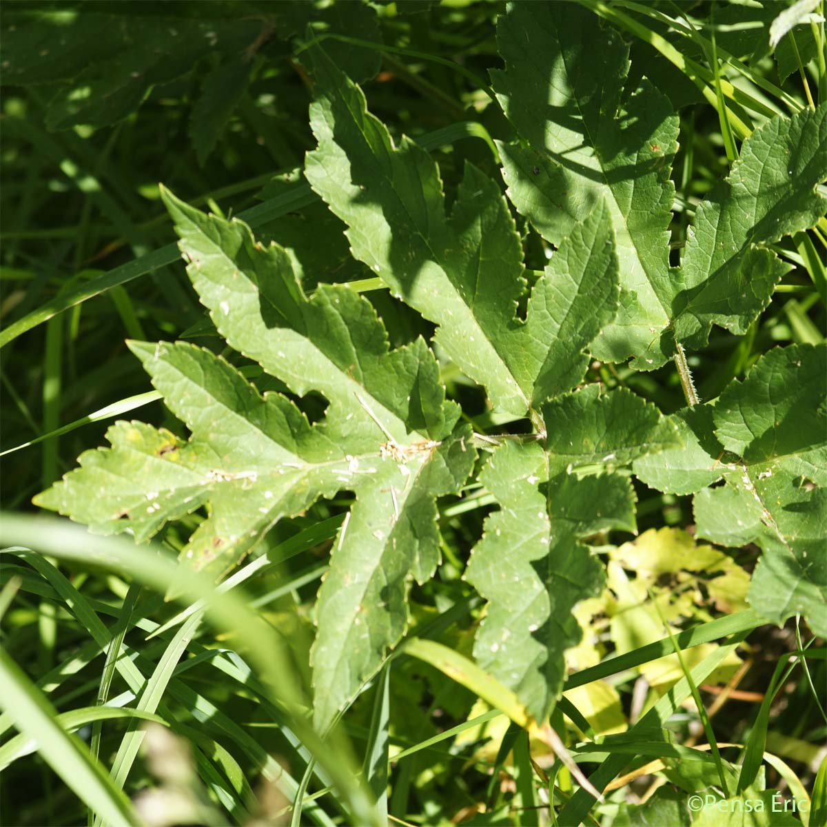 Berce commune - Heracleum sphondylium subsp. sphondylium
