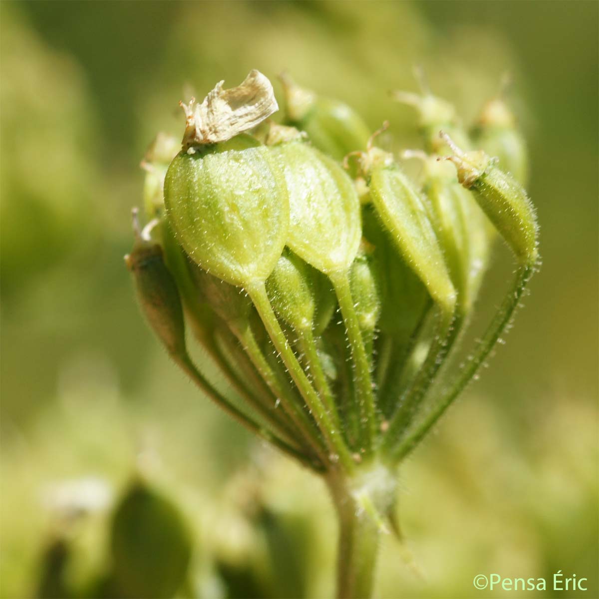 Berce commune - Heracleum sphondylium subsp. sphondylium