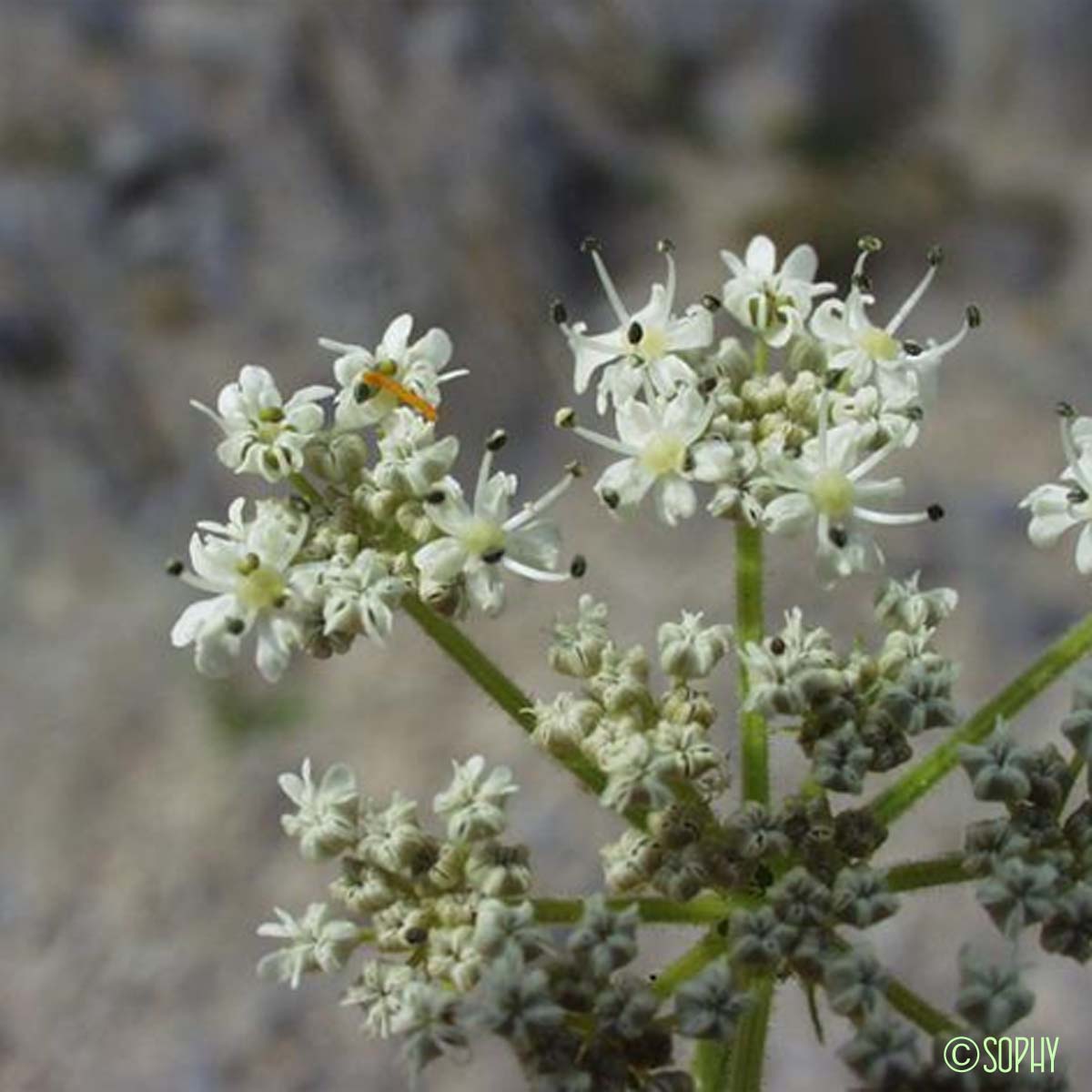 Berce de Pollini - Heracleum pyrenaicum