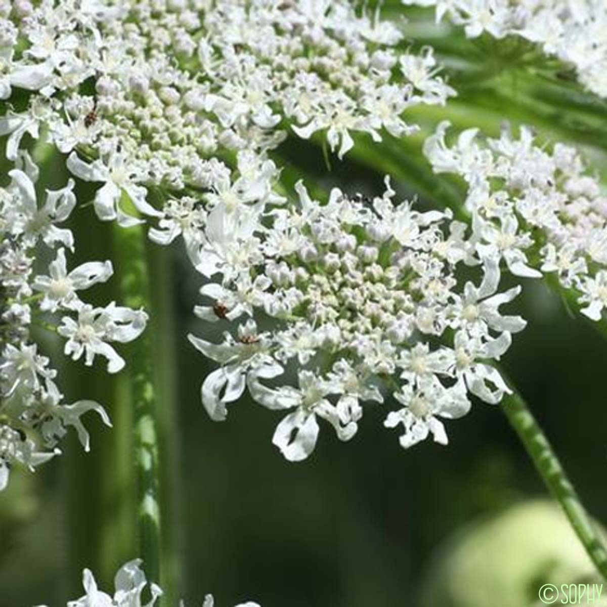 La Berce Du Caucase Heracleum Mantegazzianum Quelle est cette fleur