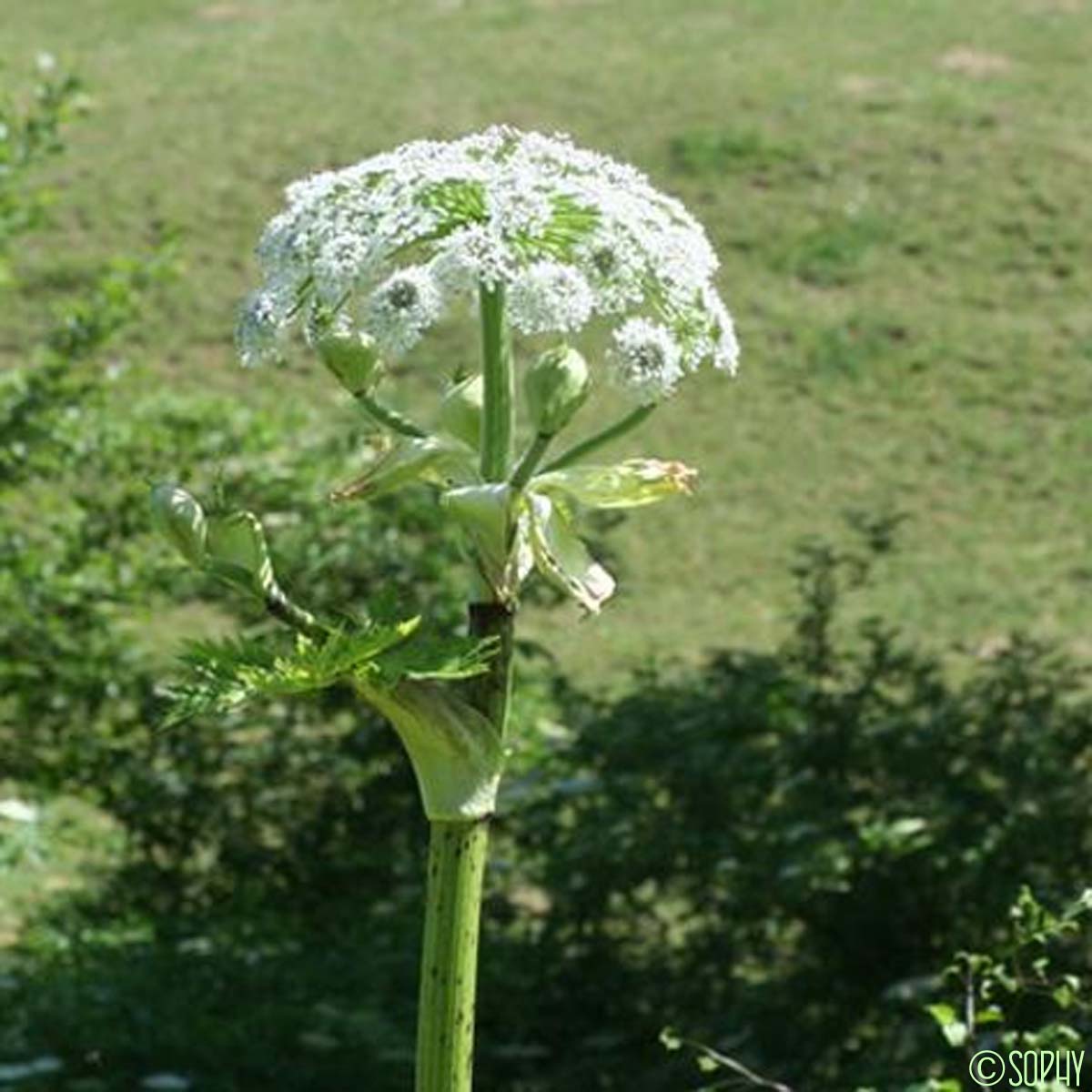 La Berce Du Caucase Heracleum Mantegazzianum Quelle est cette fleur
