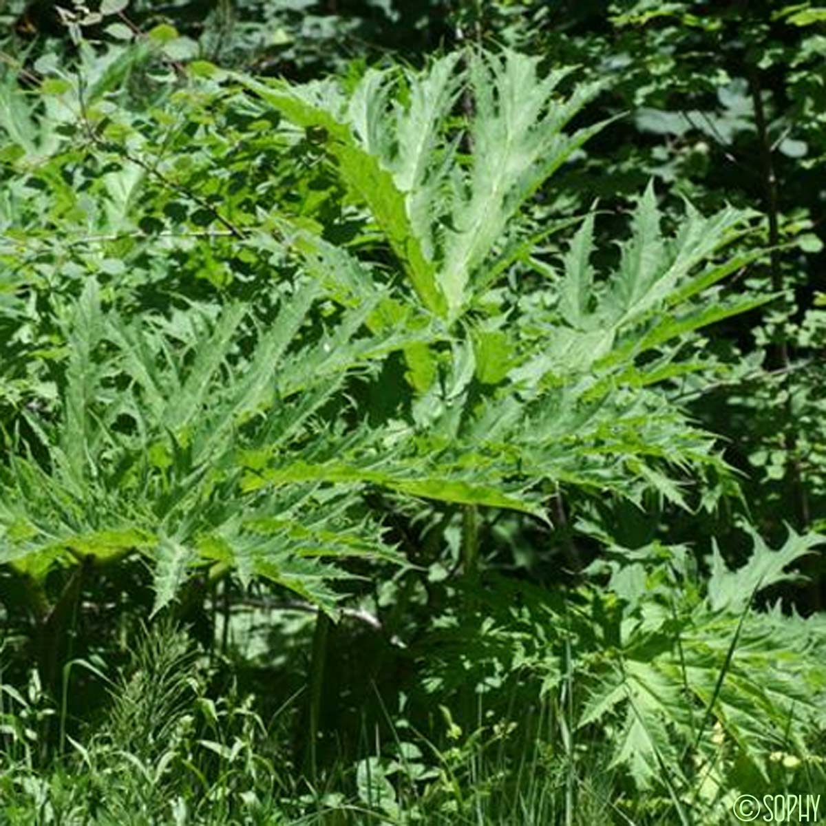 La Berce Du Caucase Heracleum Mantegazzianum Quelle est cette fleur