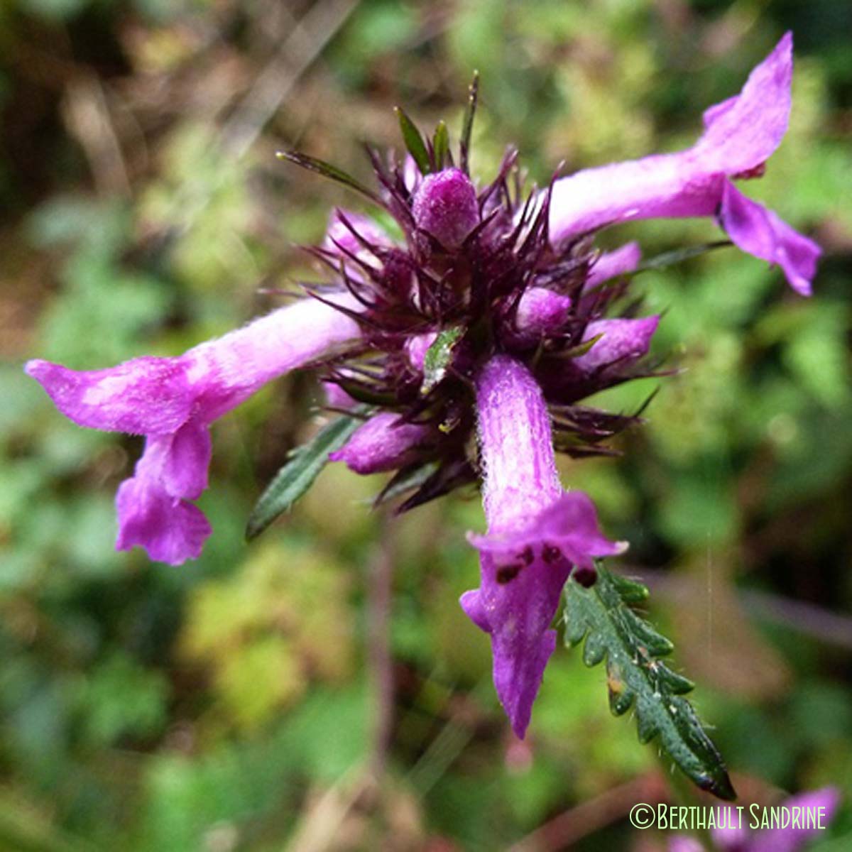 Bétoine officinale - Betonica officinalis subsp. officinalis