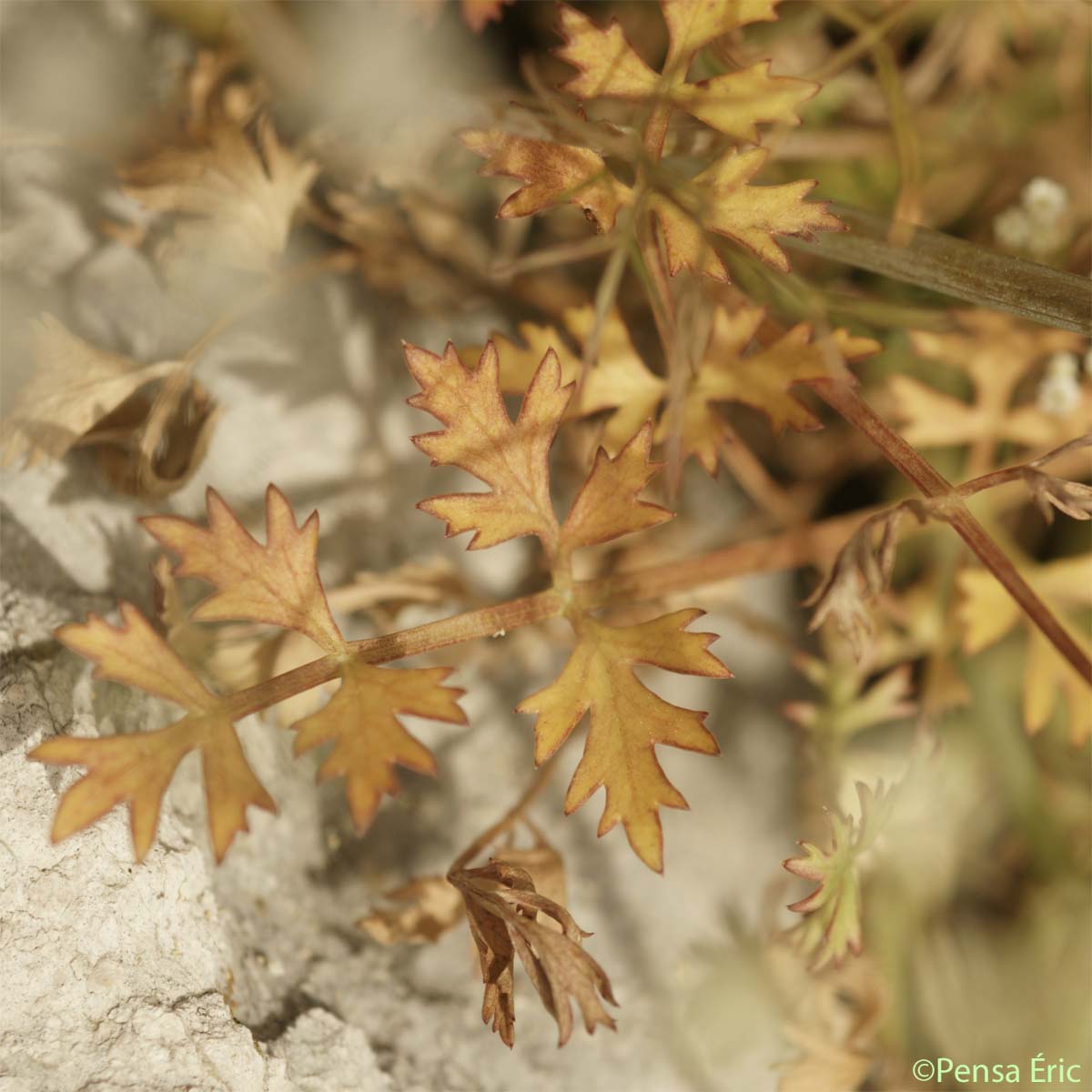 Boucage saxifrage - Pimpinella saxifraga subsp. saxifraga