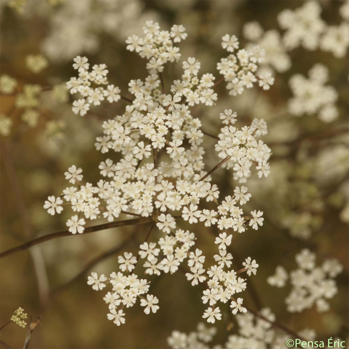 Boucage saxifrage - Pimpinella saxifraga subsp. saxifraga