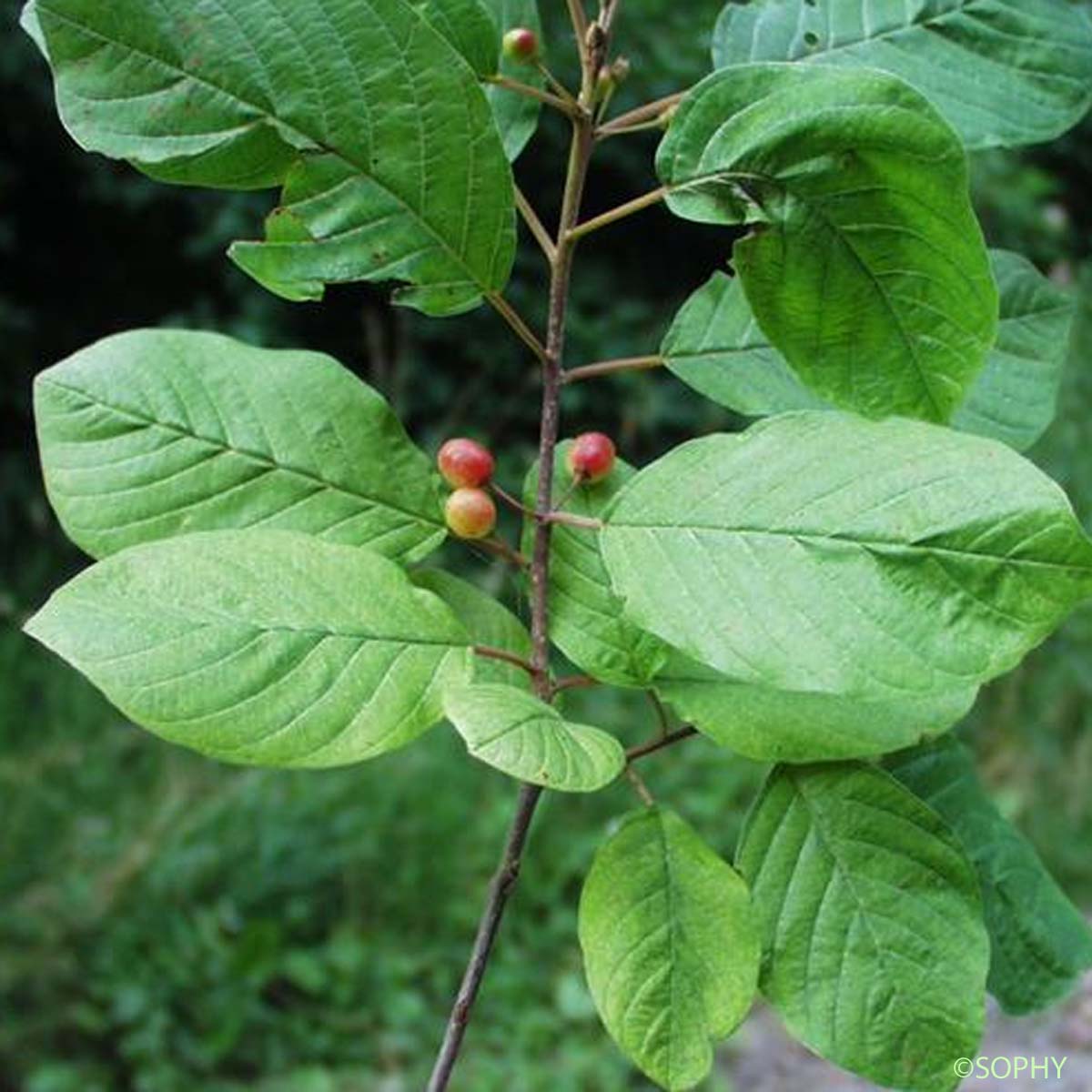 Bourdaine - Frangula alnus subsp. alnus