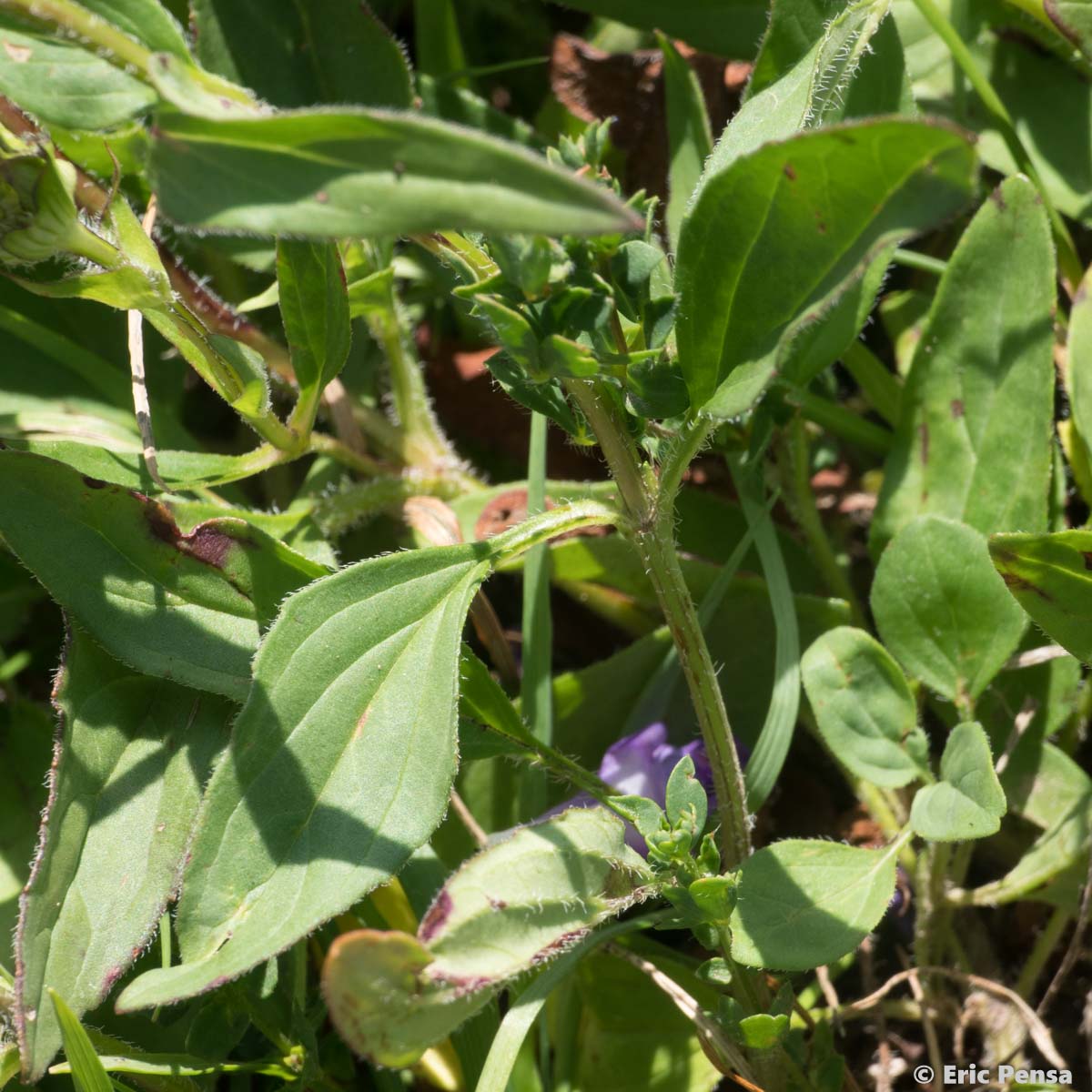 Brunelle à grandes fleurs - Prunella grandiflora