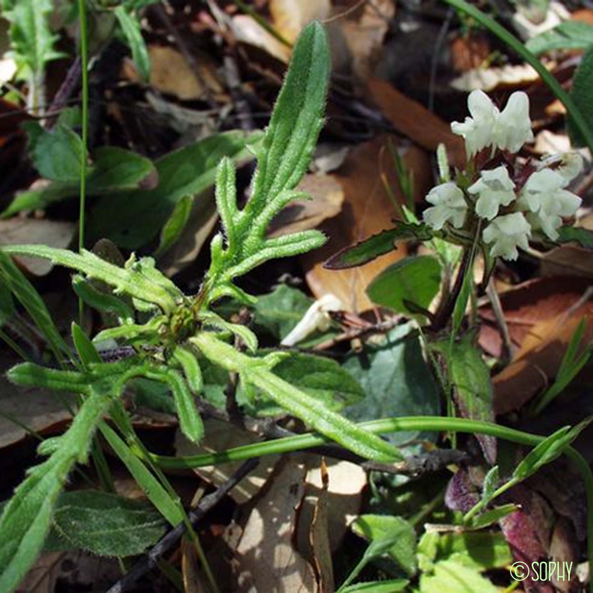 Brunelle blanche - Prunella laciniata
