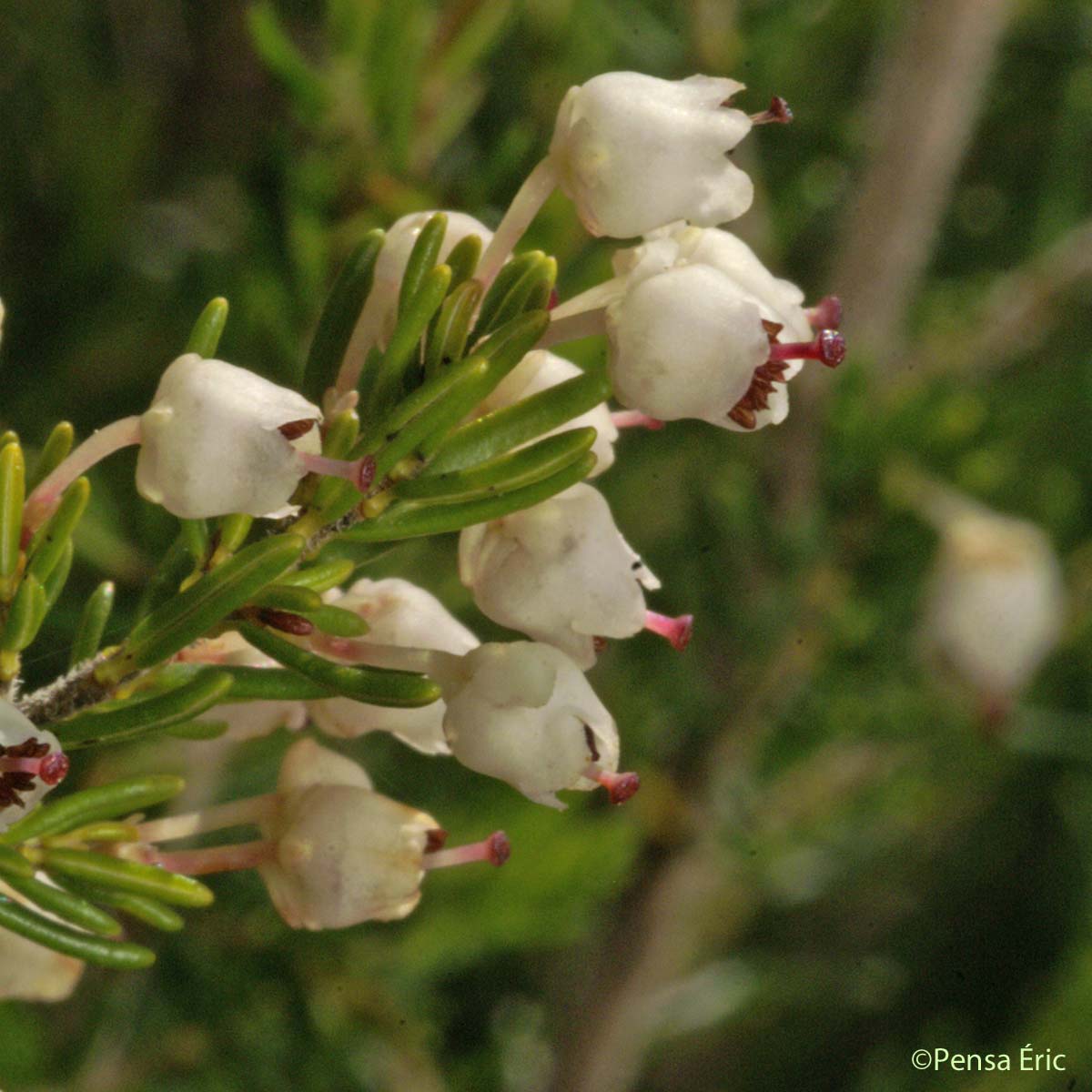 Bruyère arborescente - Erica arborea
