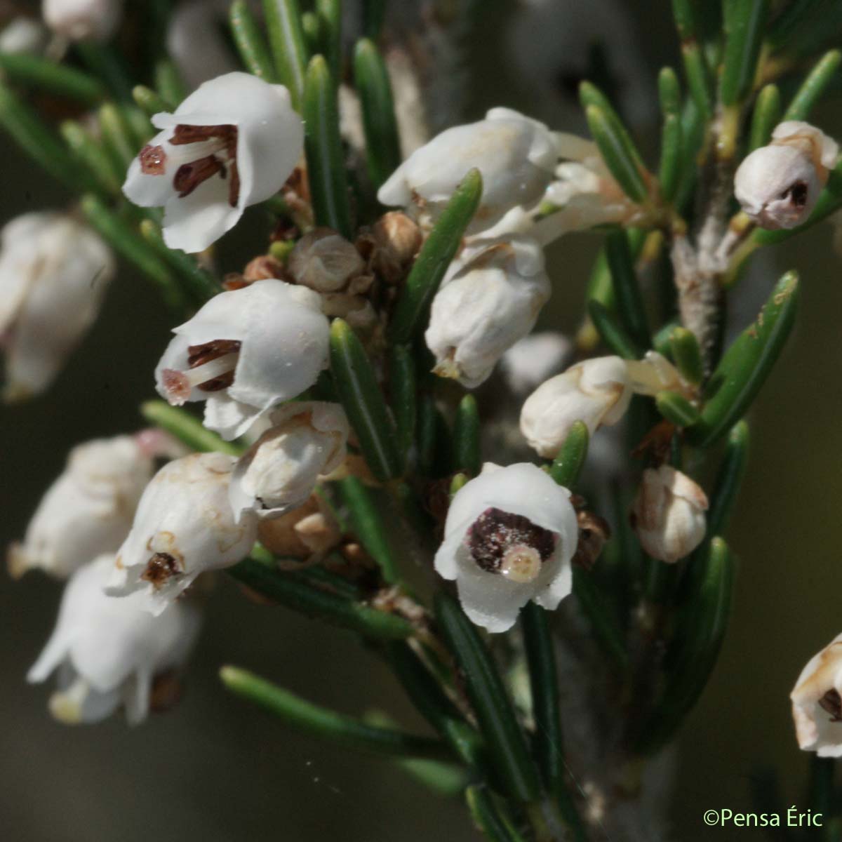 Bruyère arborescente - Erica arborea