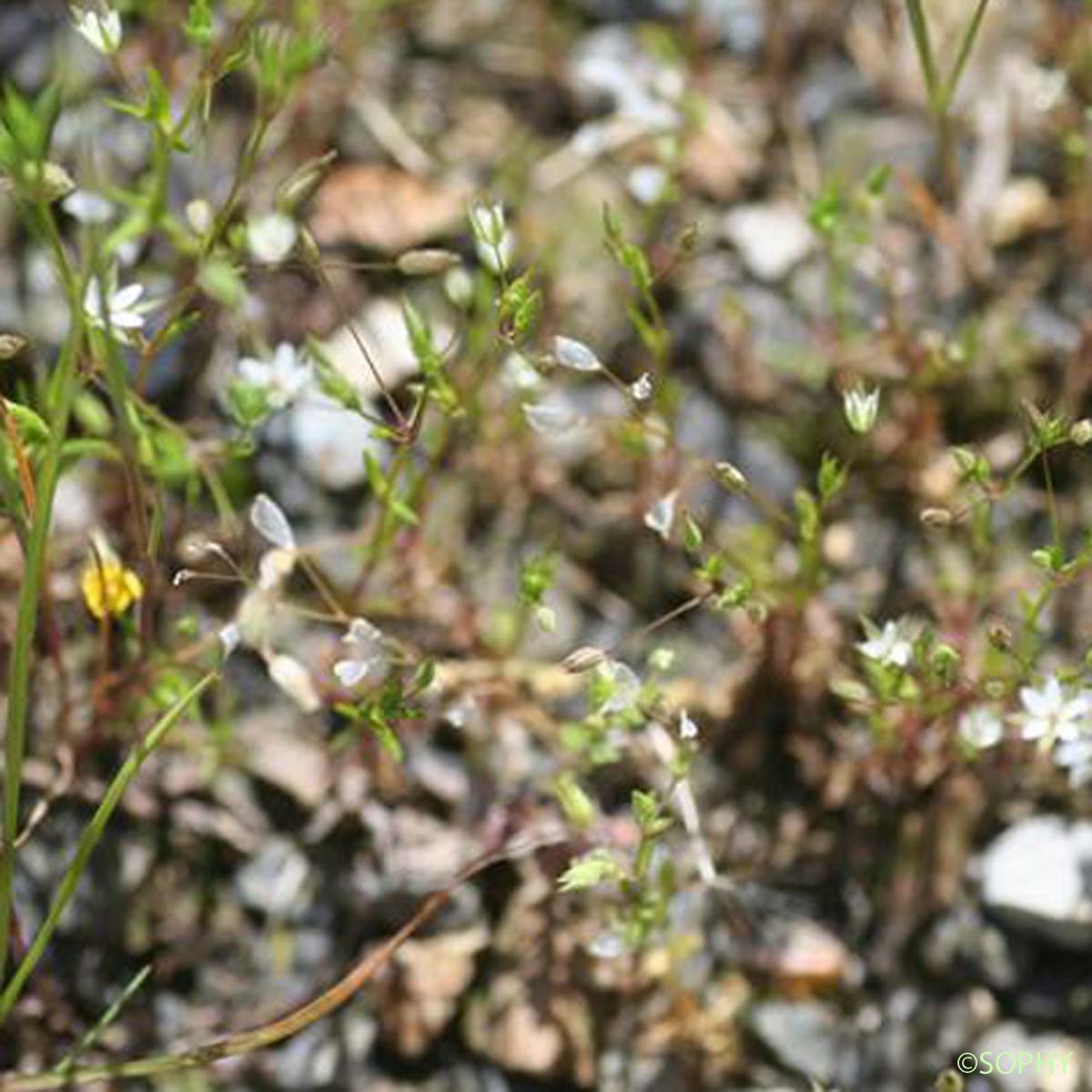 Buffonie à feuilles étroites - Bufonia tenuifolia