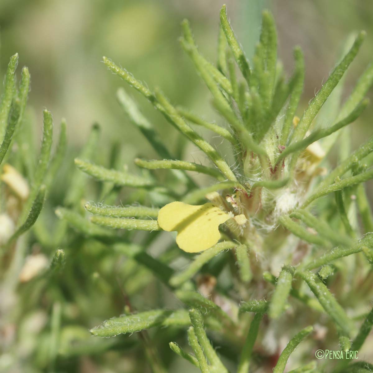 Bugle petit-pin - Ajuga chamaepitys subsp. chamaepitys