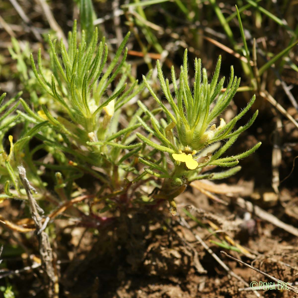 Bugle petit-pin - Ajuga chamaepitys subsp. chamaepitys