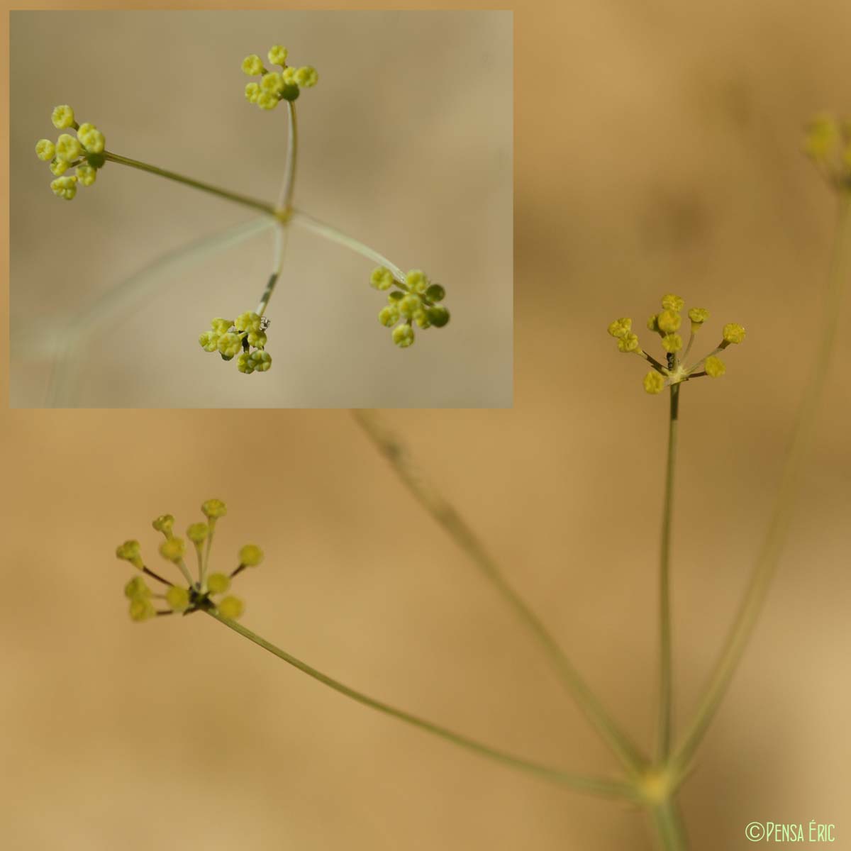 Buplèvre raide - Bupleurum rigidum subsp. rigidum