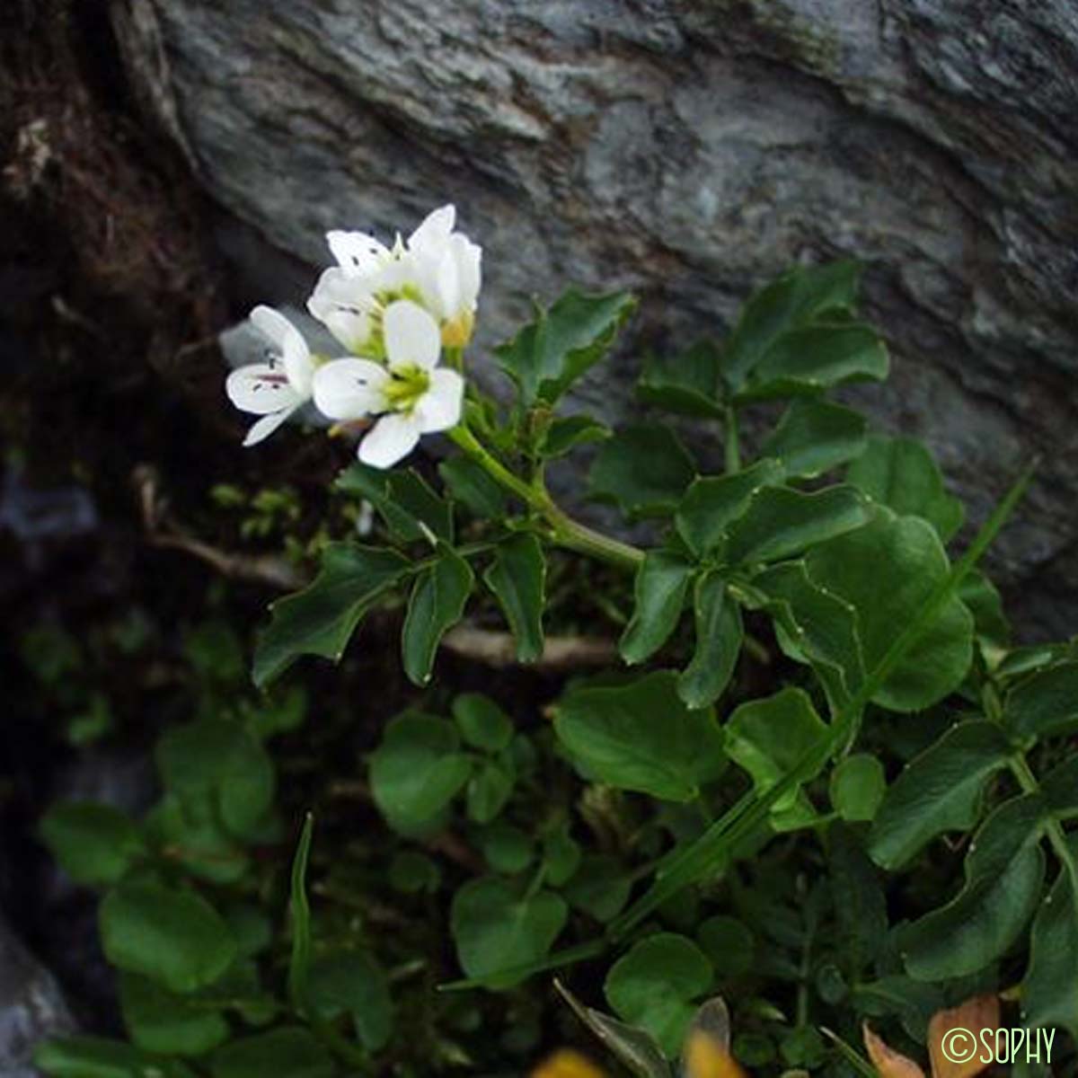 Cardamine amère - Cardamine amara subsp. amara