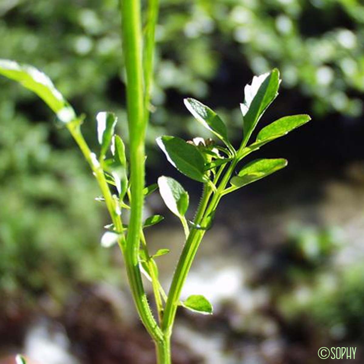 Cardamine amère - Cardamine amara subsp. amara