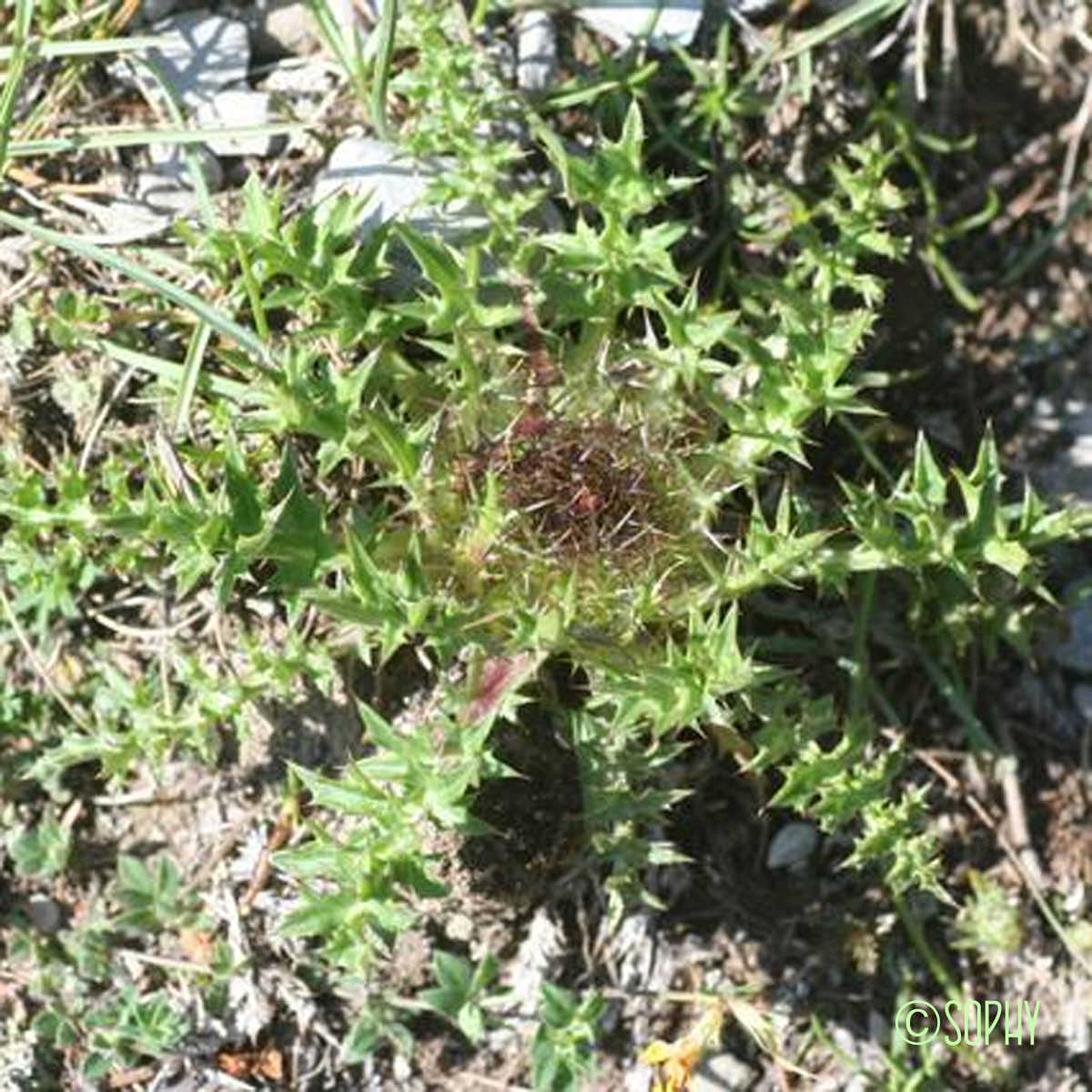 Carline caulescente - Carlina acaulis subsp. caulescens