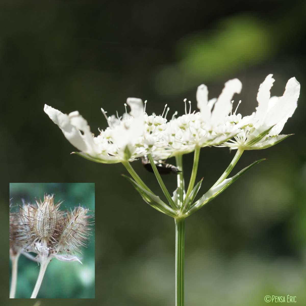 Caucalis à grandes fleurs - Orlaya grandiflora